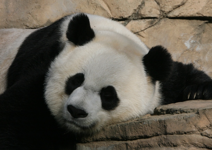 panda